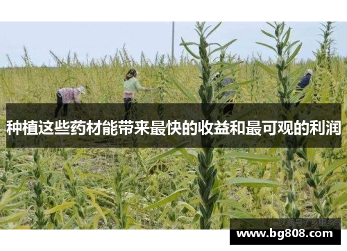 种植这些药材能带来最快的收益和最可观的利润
