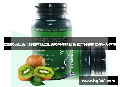 左旋肉碱是否真能有效促进脂肪燃烧与减肥 揭秘其科学原理与实际效果