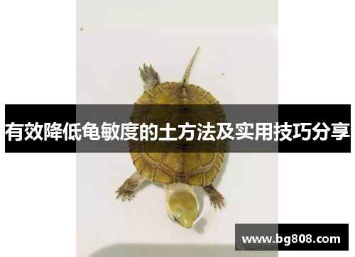 有效降低龟敏度的土方法及实用技巧分享