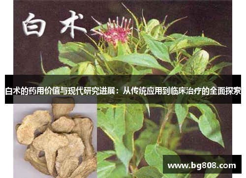 白术的药用价值与现代研究进展：从传统应用到临床治疗的全面探索