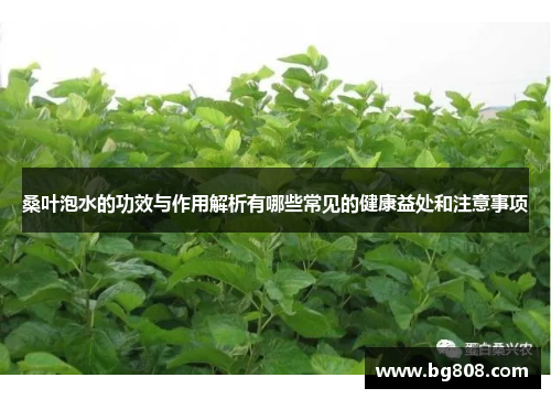 桑叶泡水的功效与作用解析有哪些常见的健康益处和注意事项