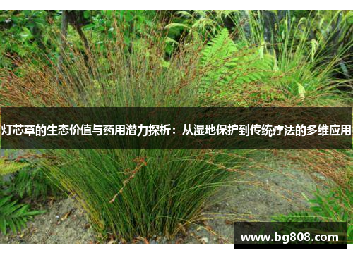 灯芯草的生态价值与药用潜力探析：从湿地保护到传统疗法的多维应用
